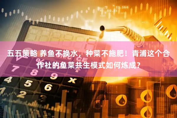 五五策略 养鱼不换水，种菜不施肥！青浦这个合作社的鱼菜共生模式如何炼成？